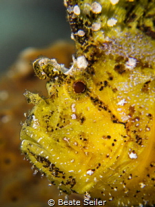 Leaf scorpian fish portait by Beate Seiler 